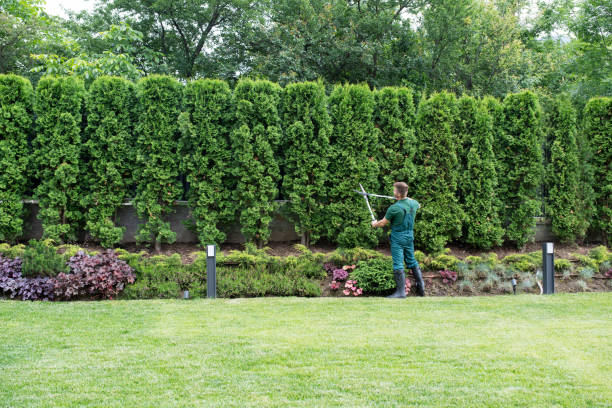 Professional Tree Removal and Landscaping Services in Imperial, MO